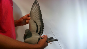 Pigeon image