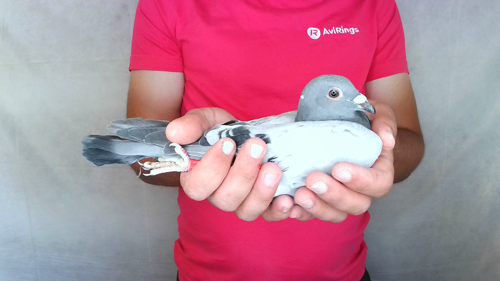 Pigeon image