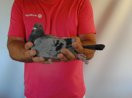 Pigeon image