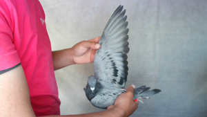 Pigeon image