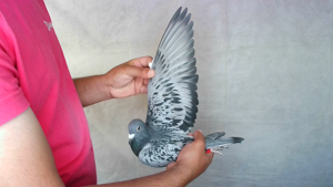 Pigeon image