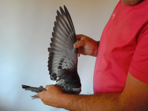 Pigeon image