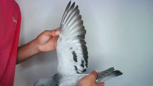Pigeon image