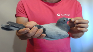 Pigeon image