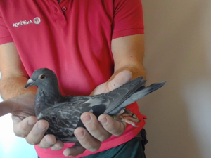 Pigeon image