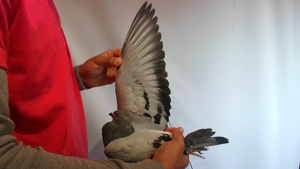 Pigeon image