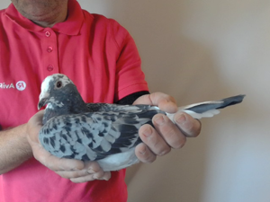 Pigeon image