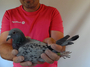 Pigeon image