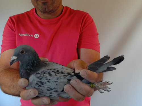 Pigeon image