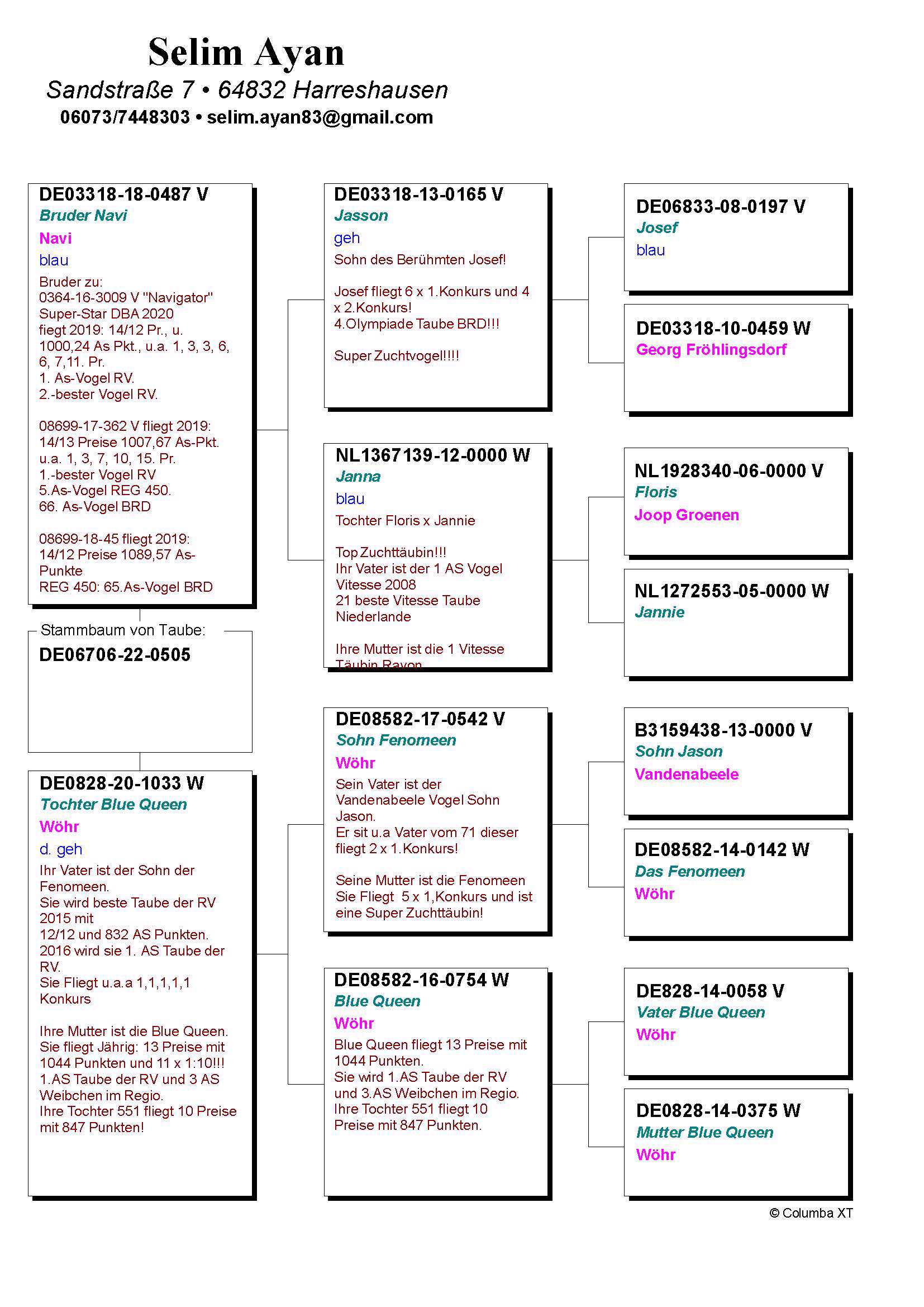 Pigeon pedigree image