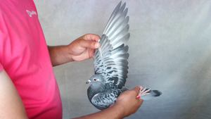 Pigeon image