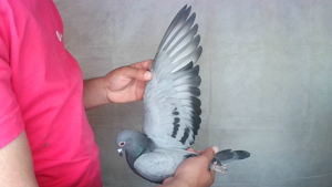 Pigeon image