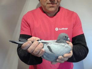 Pigeon image