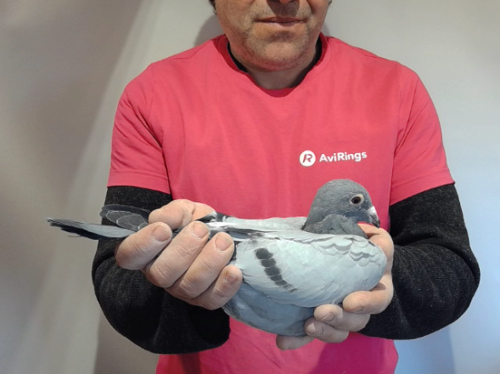 Pigeon image