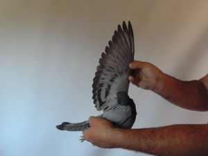 Pigeon image