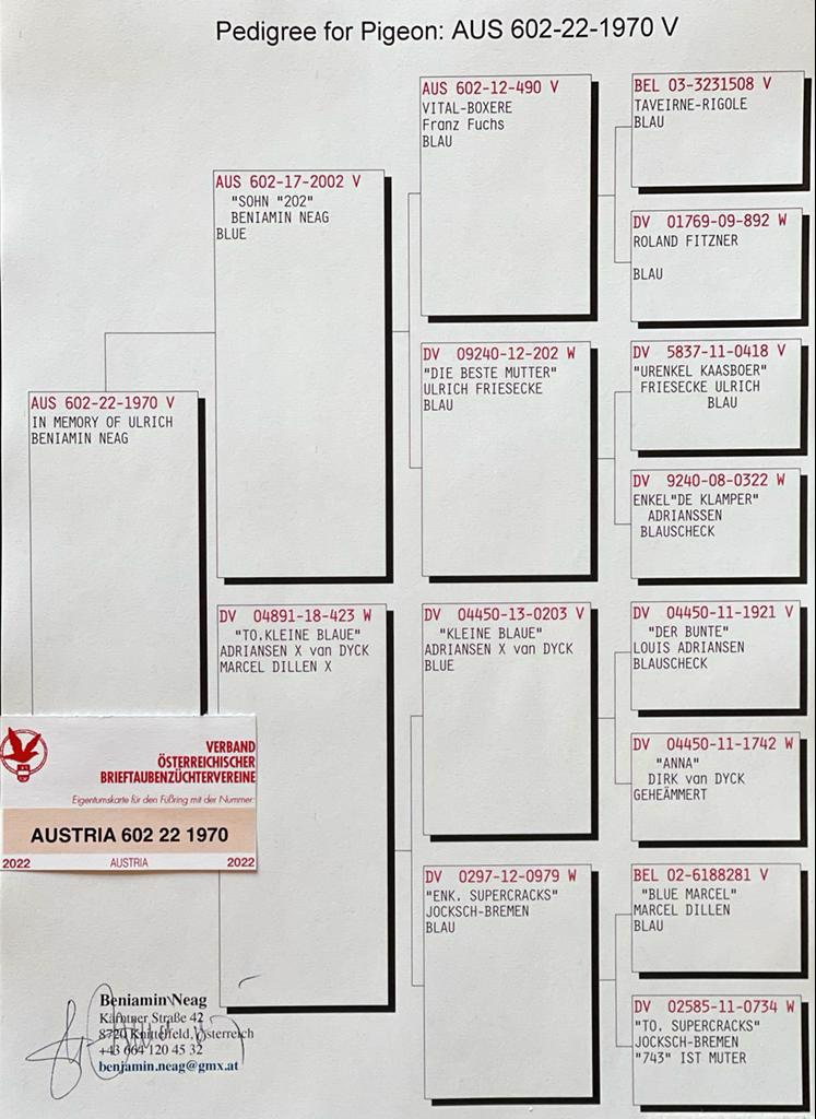 Pigeon pedigree image