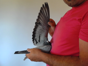 Pigeon image