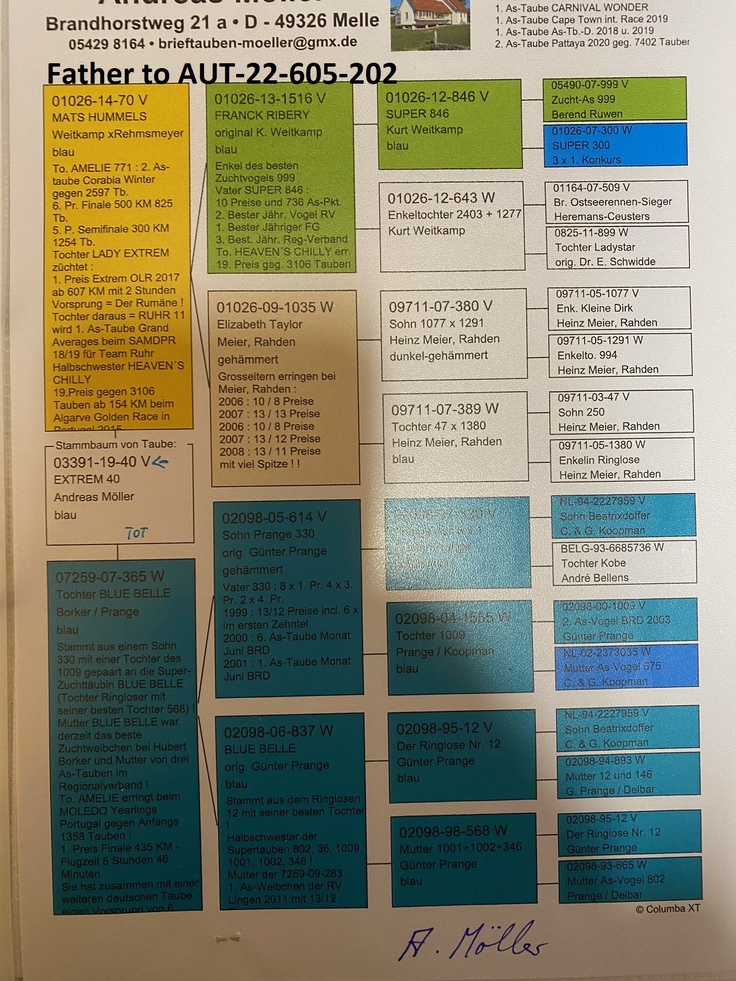 Pigeon pedigree image