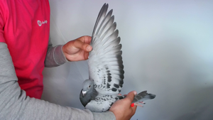 Pigeon image
