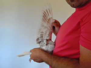 Pigeon image