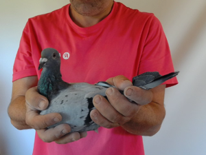 Pigeon image