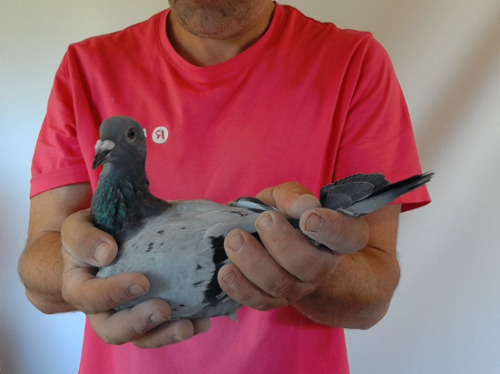 Pigeon image