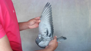 Pigeon image