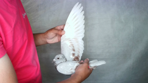 Pigeon image