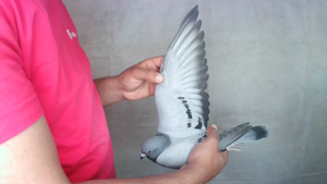 Pigeon image