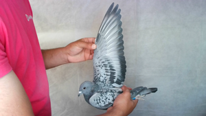 Pigeon image