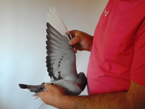 Pigeon image
