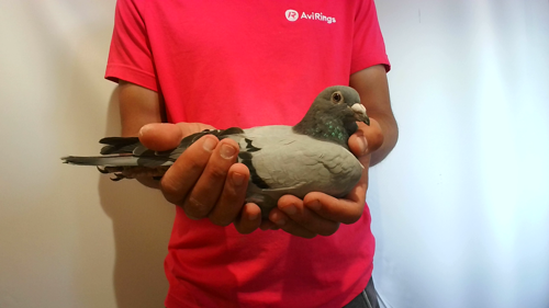 Pigeon image