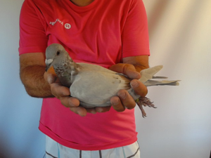 Pigeon image
