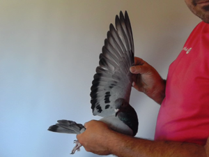 Pigeon image