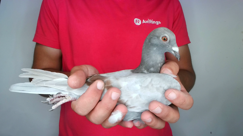 Pigeon image