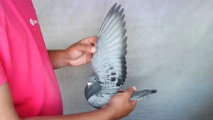 Pigeon image