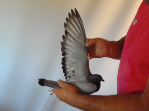 Pigeon image