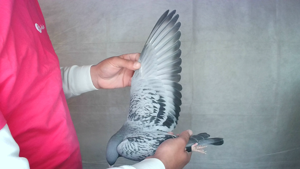 Pigeon image