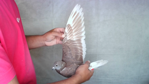 Pigeon image
