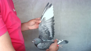 Pigeon image