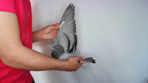 Pigeon image
