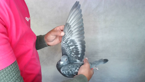 Pigeon image