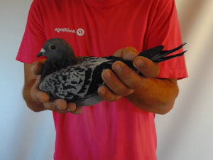 Pigeon image
