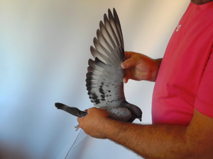 Pigeon image