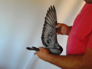 Pigeon image