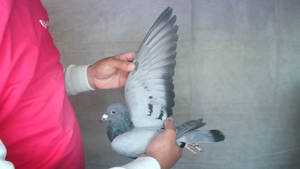 Pigeon image