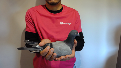 Pigeon image