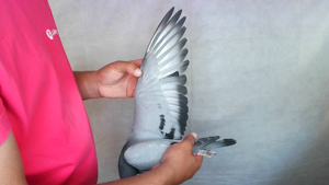 Pigeon image
