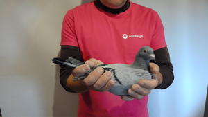 Pigeon image