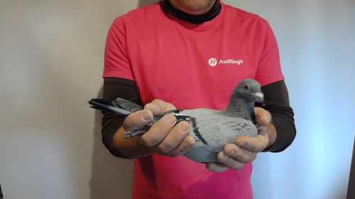 Pigeon image